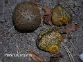 Pisolithus arhizus-amf1461